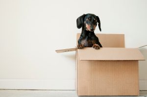 puppies inside breakup subscription boxes