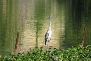 heron as a sign of hope after sexual assault 